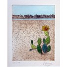Kasamas "Kaktus in der Wüste"